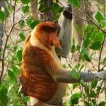 Bako National Park